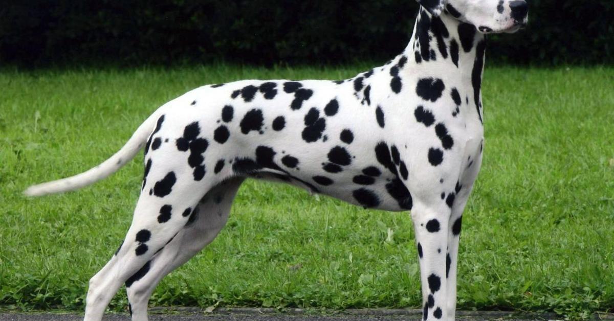 Unique portrayal of the Dalmatian, also called Dalmatian in Bahasa Indonesia.