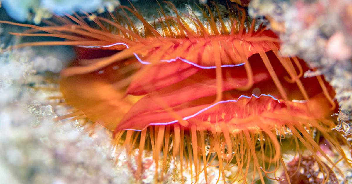 The majestic Disco Clam, also called Kima Disko in Indonesia, in its glory.