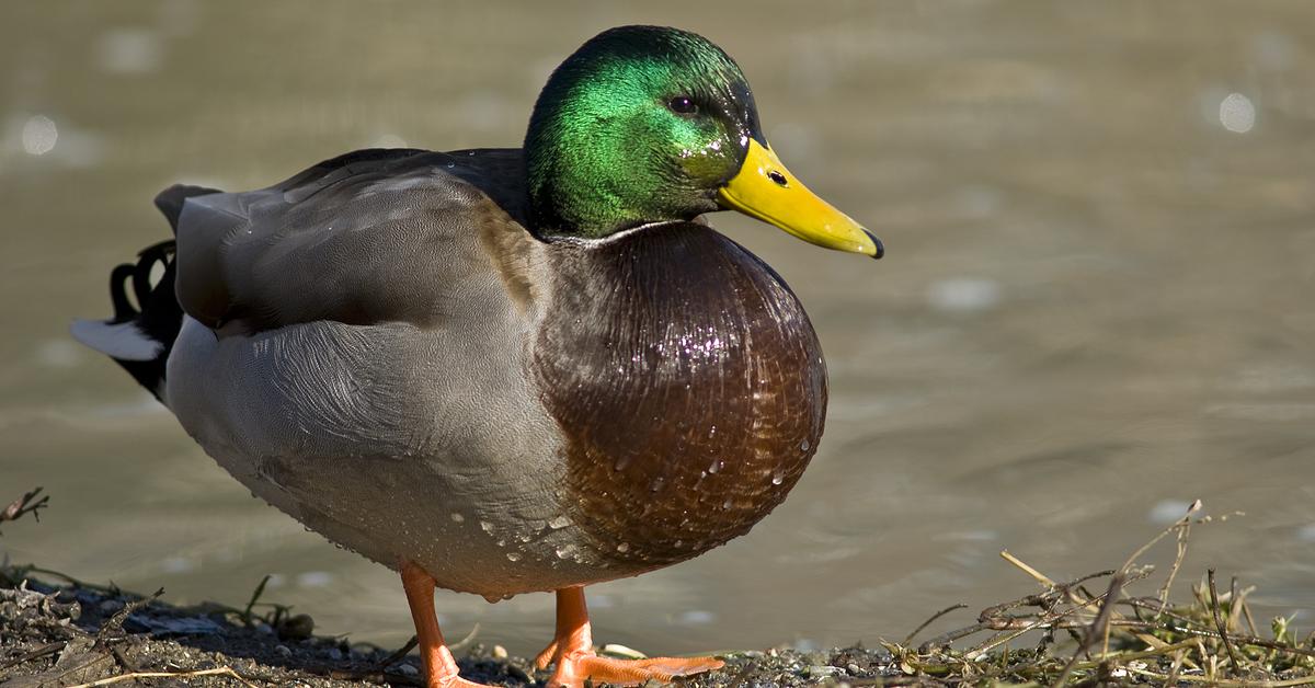 Elegant portrayal of the Duck, also known as Testudines.