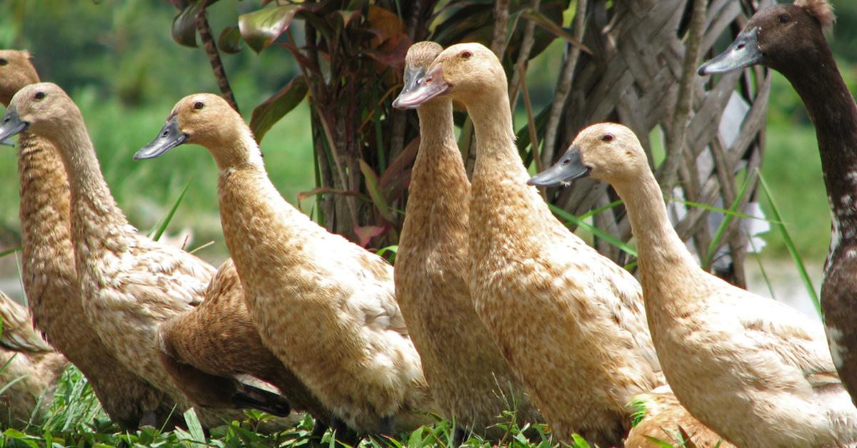 The Duck, a beautiful species also known as Bebek in Bahasa Indonesia.