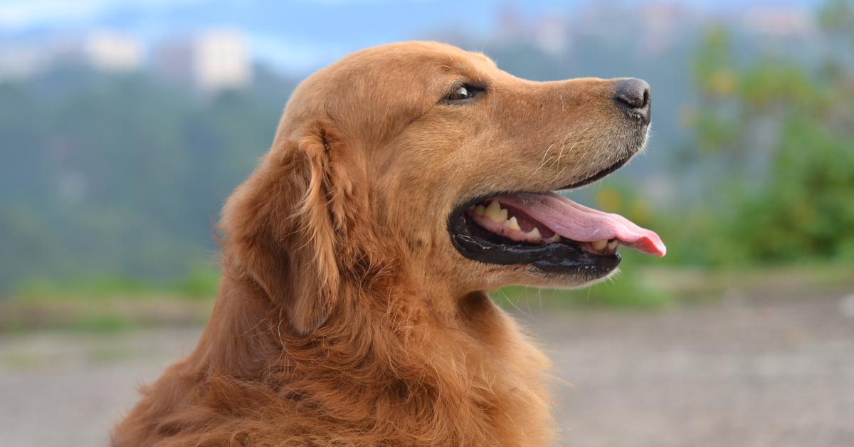 Graceful Dog, a creature with the scientific name Canis lupus familiaris.