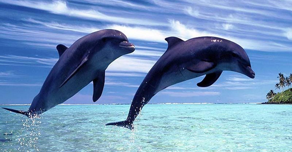 The Dusky Dolphin, a beautiful species also known as Lumba-Lumba Kelabu in Bahasa Indonesia.