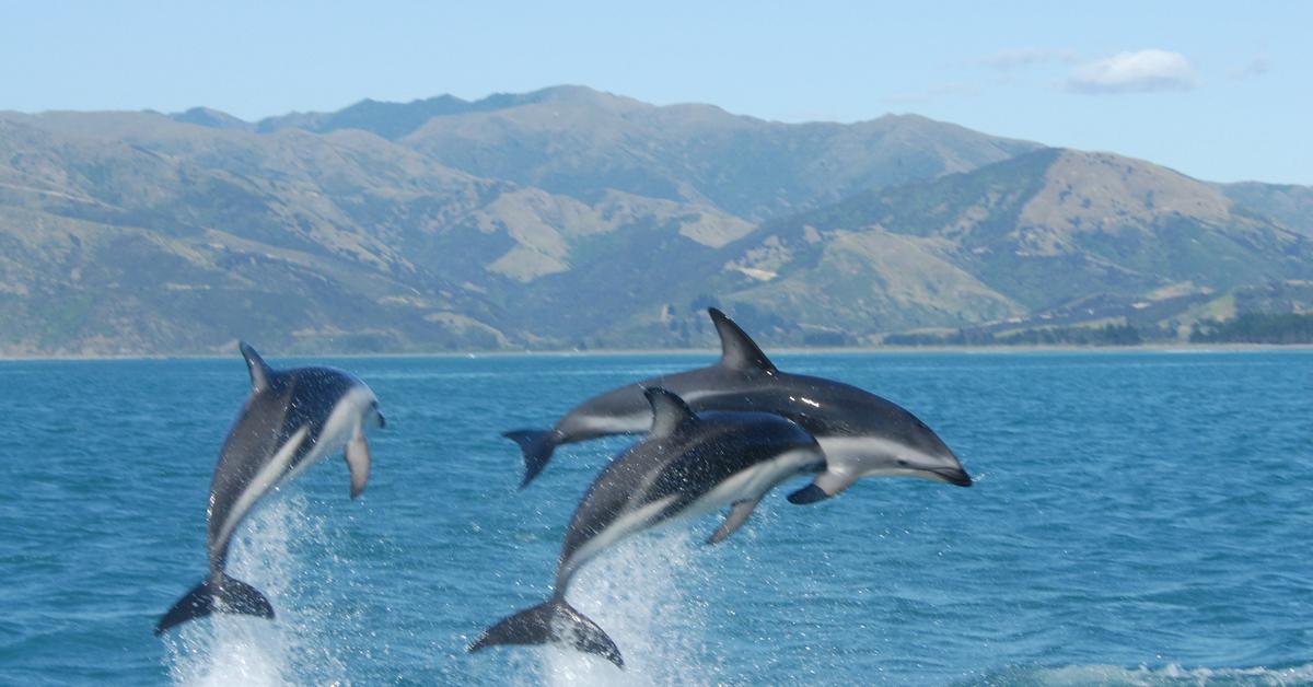 Captivating presence of the Dusky Dolphin, a species called Lagenorhynchus obscurus.