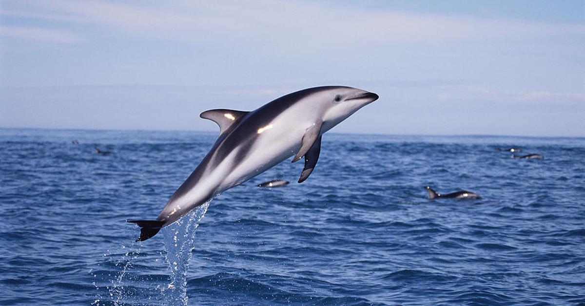 Captivating presence of the Dusky Dolphin, a species called Lagenorhynchus obscurus.