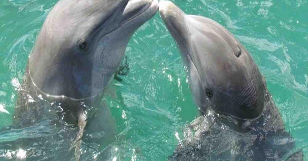 Close encounter with the Dusky Dolphin, scientifically called Lagenorhynchus obscurus.