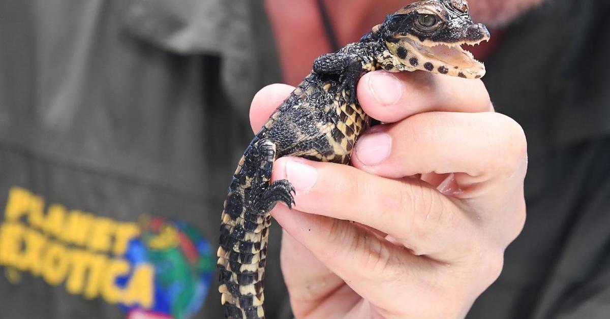 Enchanting Dwarf Crocodile, a species scientifically known as Osteolaemus tetraspis.