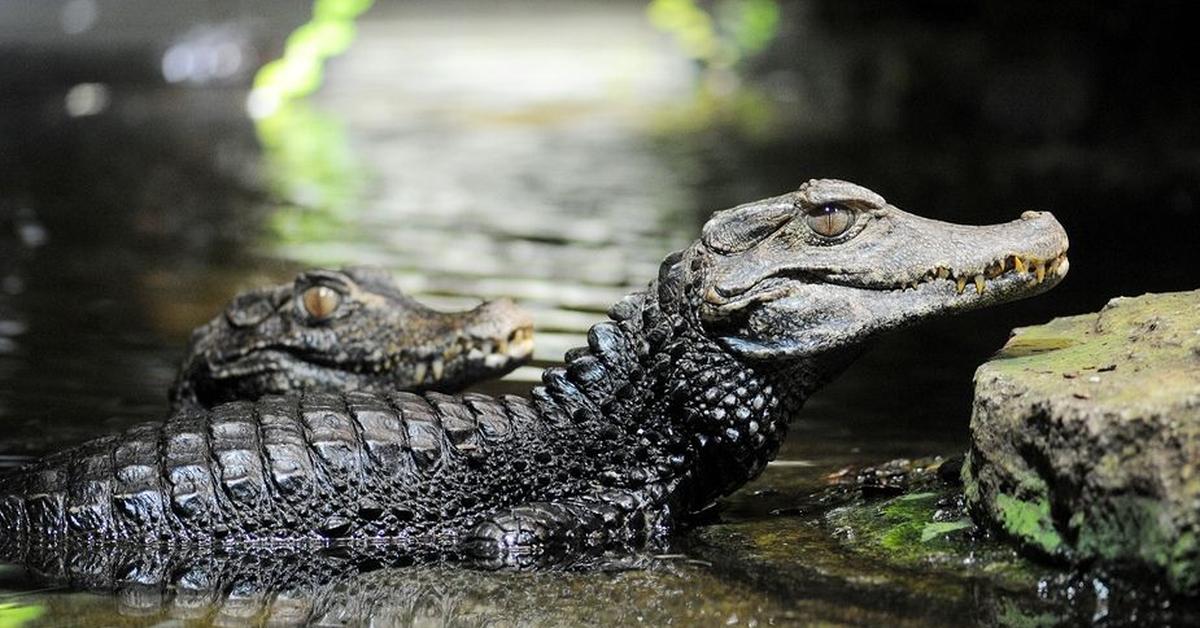 Image of the Dwarf Crocodile (Osteolaemus tetraspis), popular in Indonesia as Buaya Kerdil.