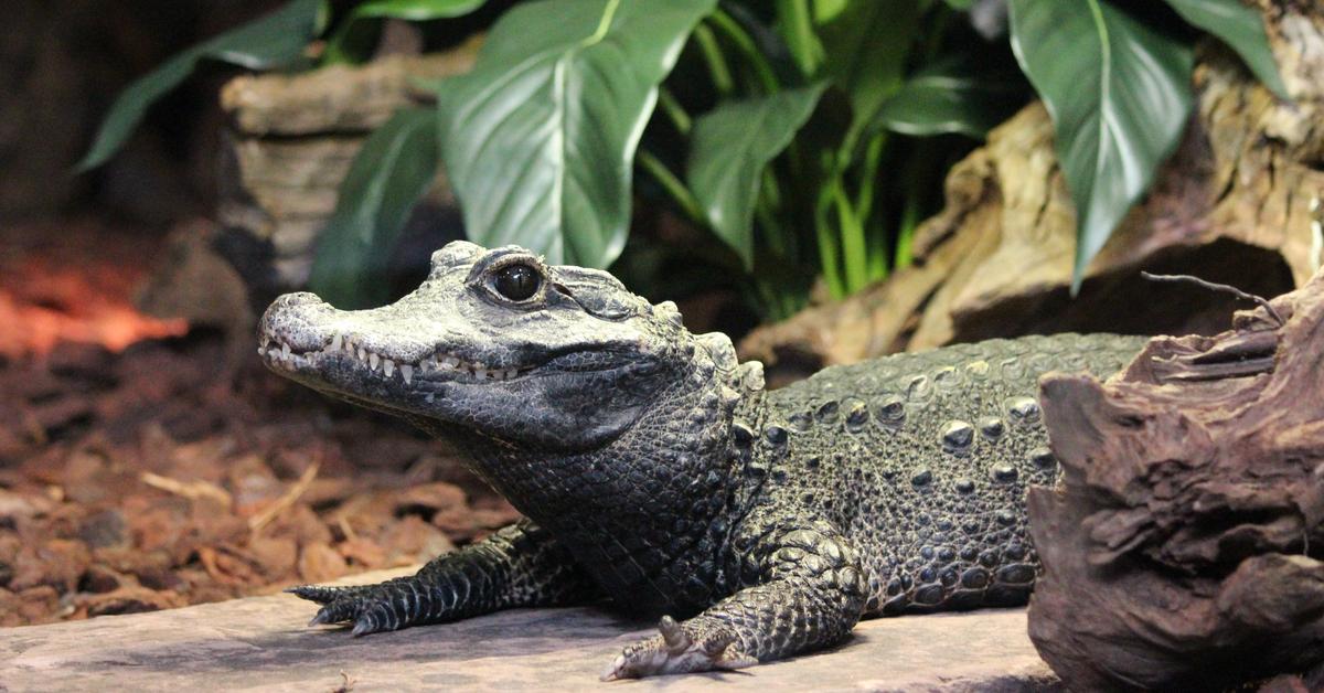 Striking appearance of the Dwarf Crocodile, known in scientific circles as Osteolaemus tetraspis.