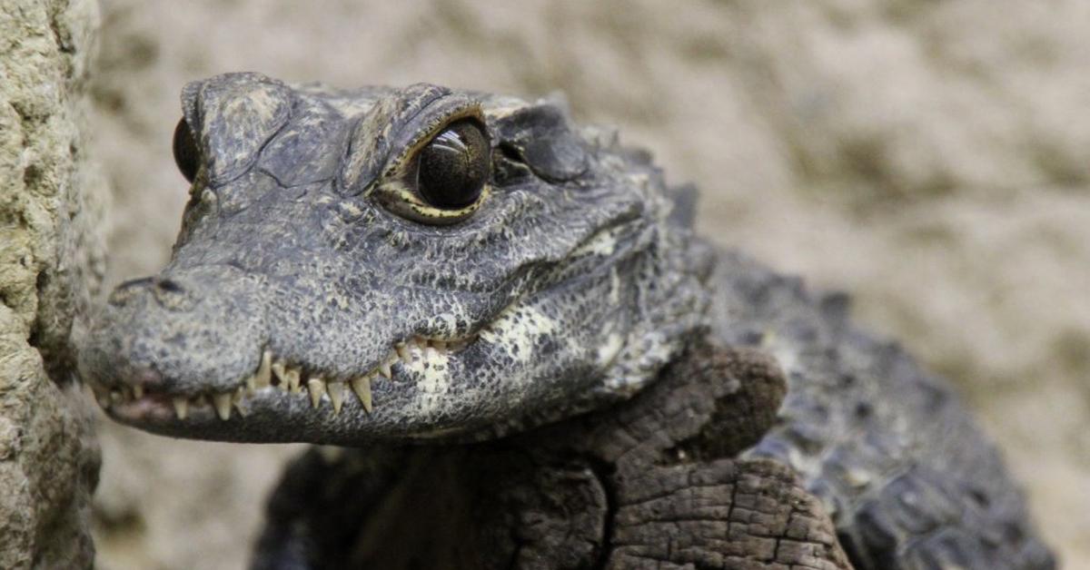 Photographic depiction of the unique Dwarf Crocodile, locally called Buaya Kerdil.