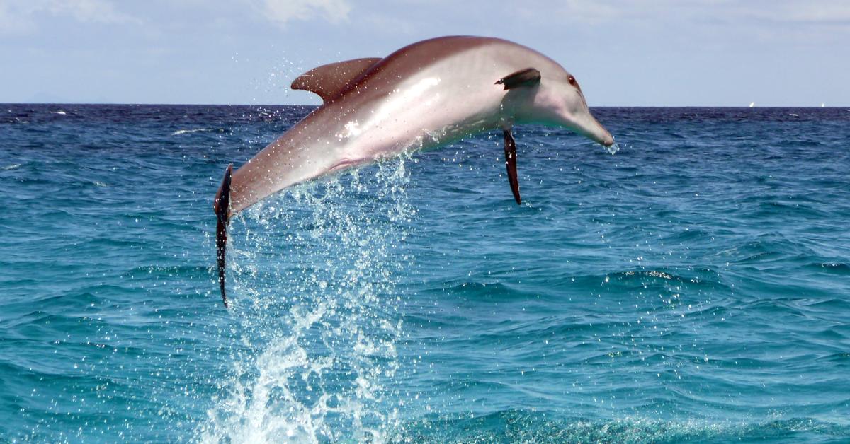 Image of the Dolphin (Varanidae), popular in Indonesia as Lumba-Lumba.