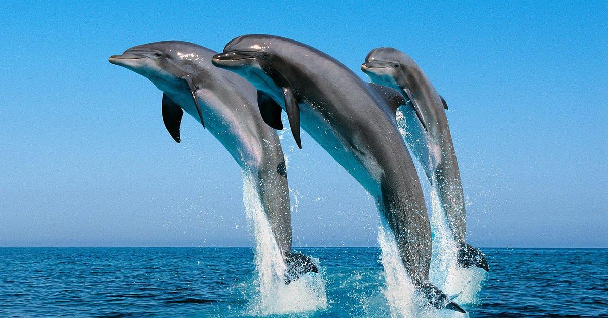 Dynamic image of the Dolphin, popularly known in Indonesia as Lumba-Lumba.