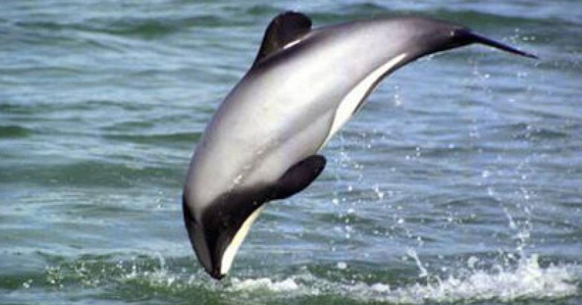 Distinctive Dolphin, in Indonesia known as Lumba-Lumba, captured in this image.