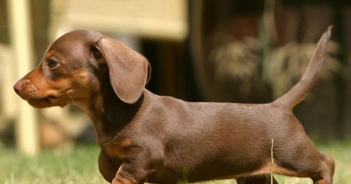 A look at the Dachshund, also recognized as Anjing Dachshund in Indonesian culture.