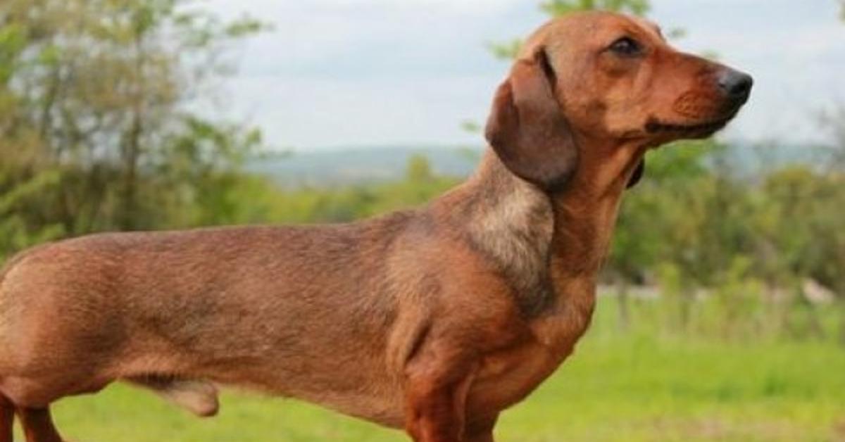 Portrait of a Dachshund, a creature known scientifically as Canis lupus.