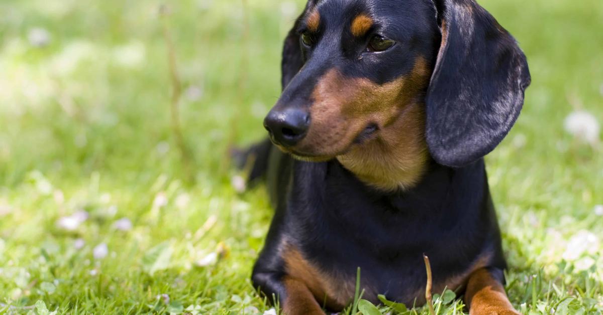 Snapshot of the intriguing Dachshund, scientifically named Canis lupus.