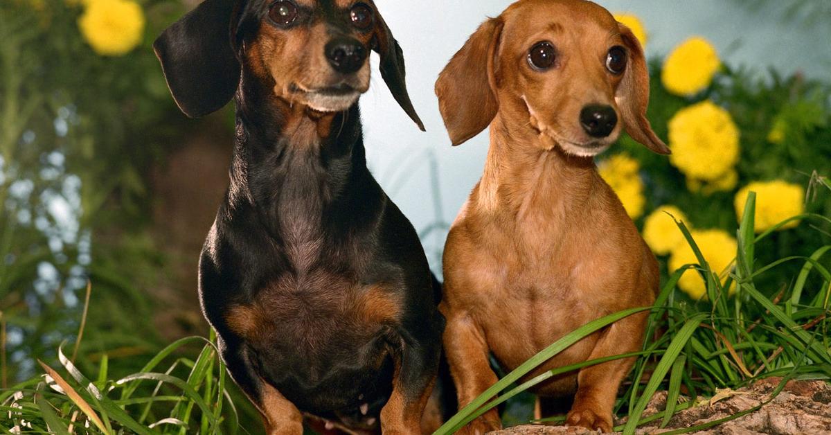 Captured elegance of the Dachshund, known in Indonesia as Anjing Dachshund.