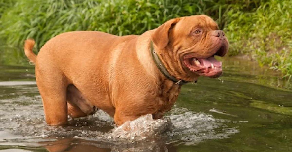 Insightful look at the Dogue De Bordeaux, known to Indonesians as Anjing Dogue De Bordeaux.