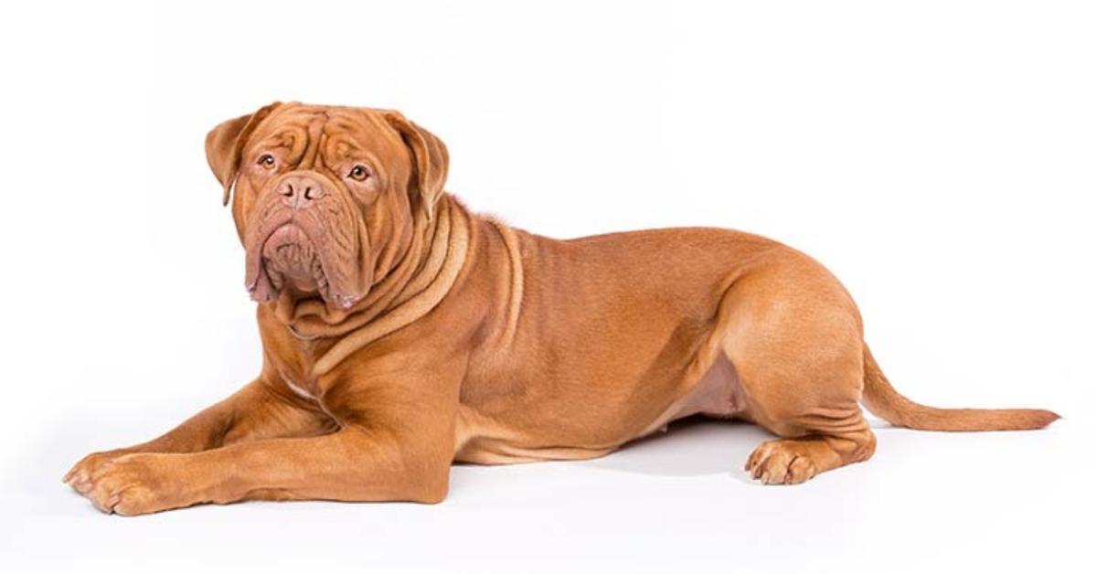 Elegant portrayal of the Dogue De Bordeaux, also known as Canis lupus.