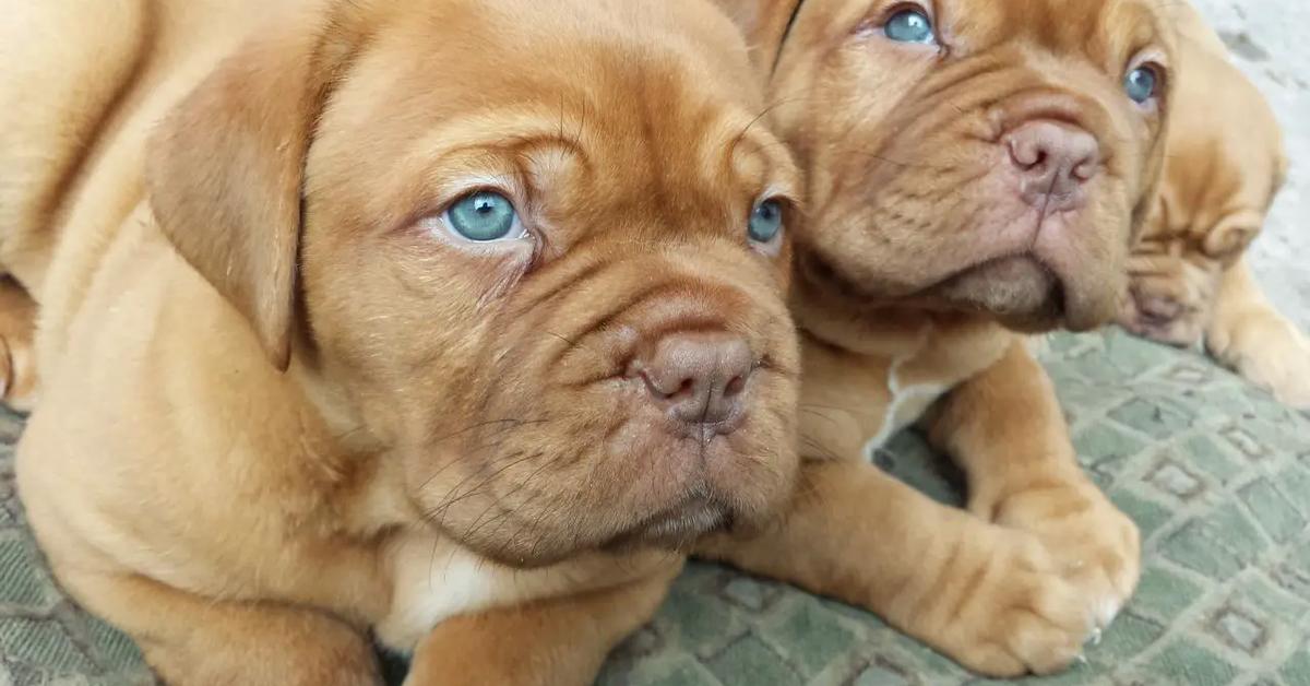 Iconic view of the Dogue De Bordeaux, or Canis lupus, in its habitat.