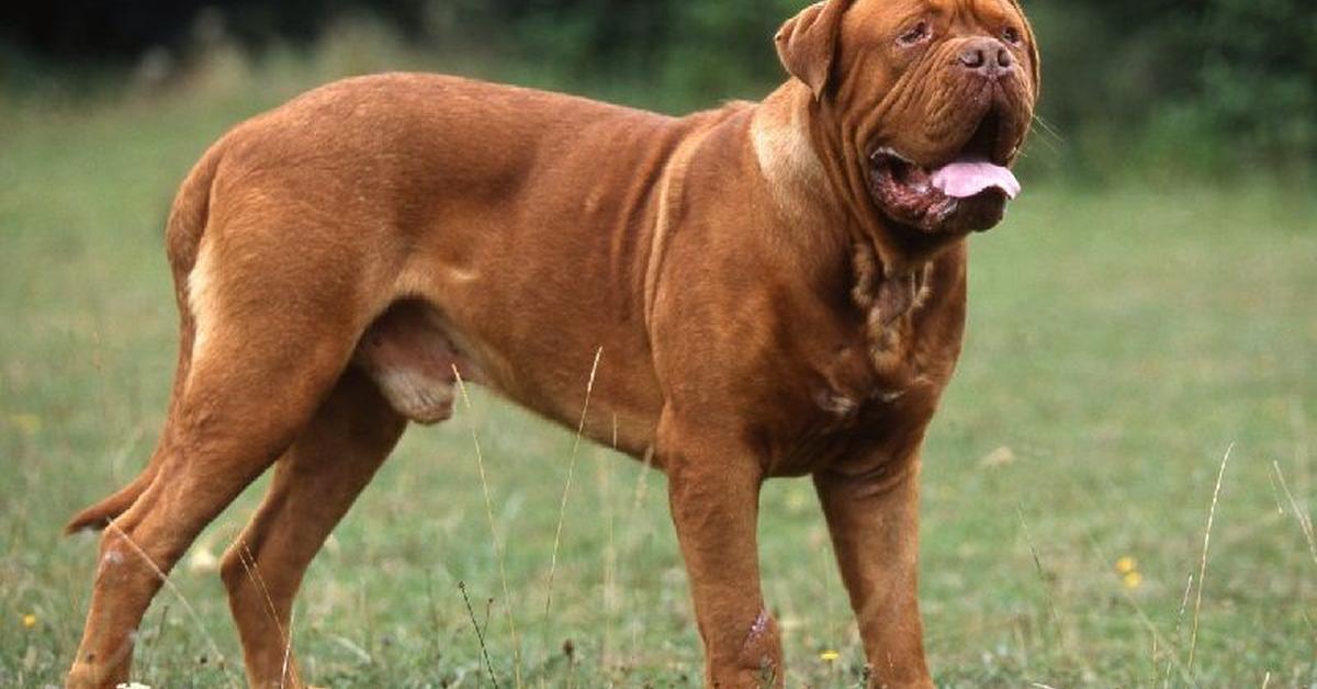 Visual of Dogue De Bordeaux, or Anjing Dogue De Bordeaux in Indonesian, showcasing its beauty.