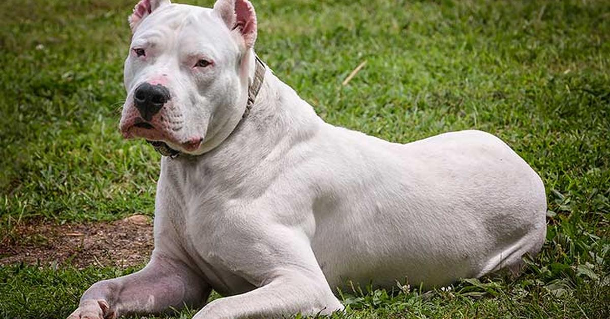 The Dogo Argentino, an example of Canis Lupus, in its natural environment.