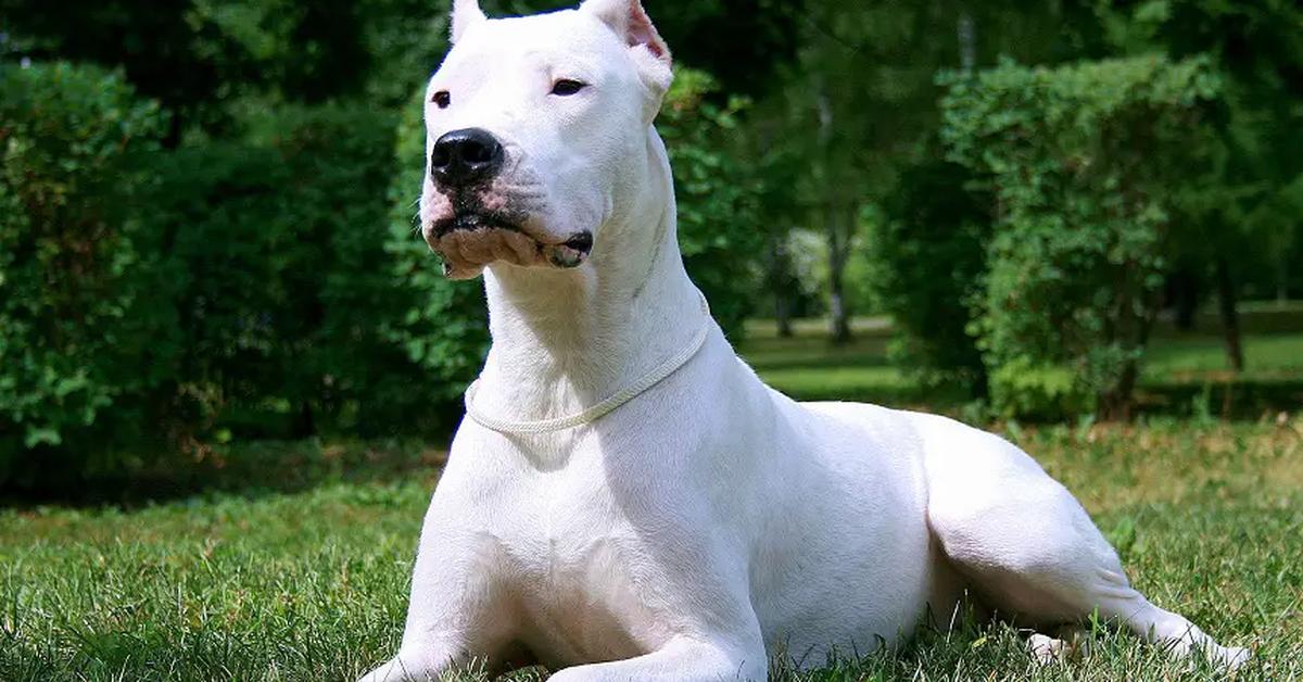 The Dogo Argentino, a beautiful species also known as Anjing Dogo Argentino in Bahasa Indonesia.