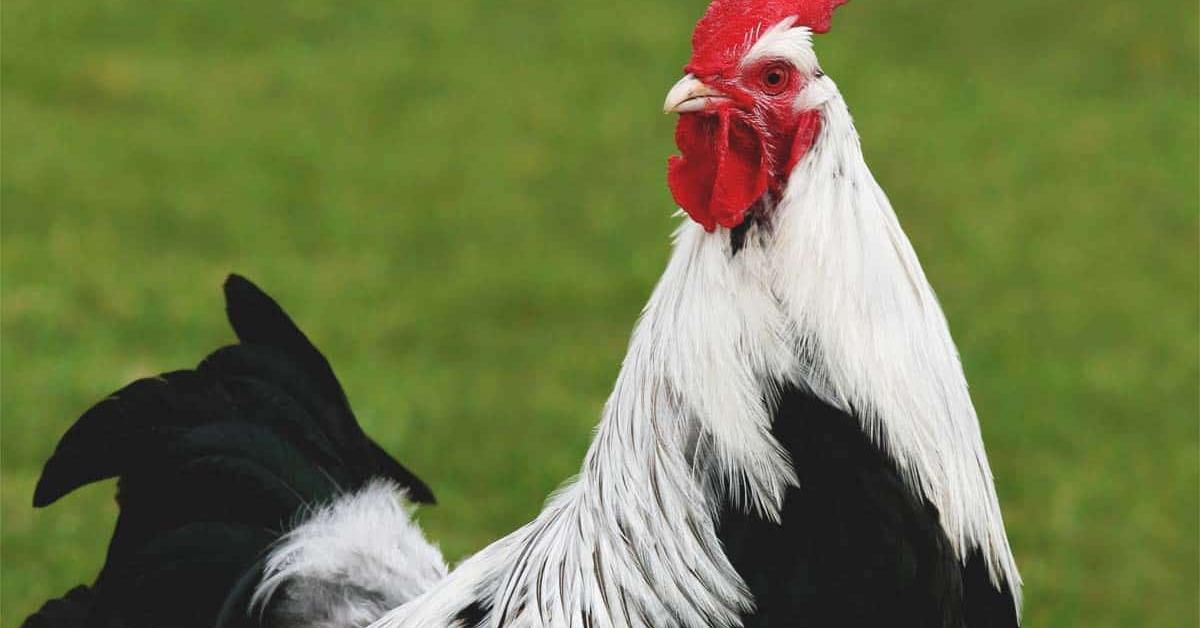 Vibrant snapshot of the Dorking Chicken, commonly referred to as Ayam Dorking in Indonesia.