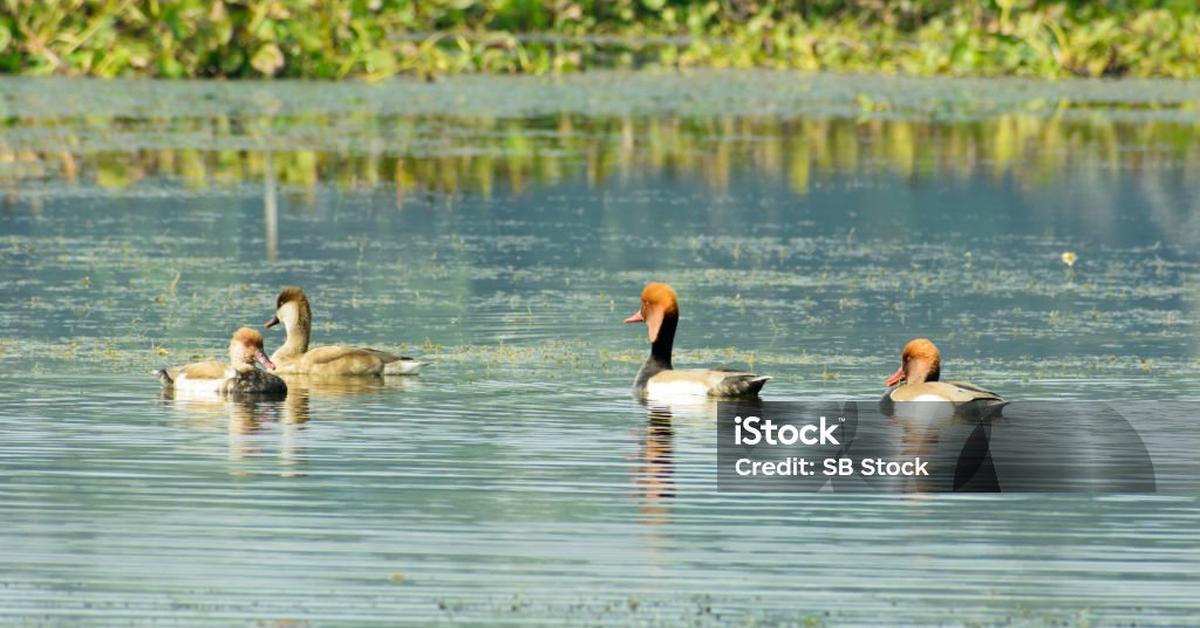 Photograph of the unique Diving Duck, known scientifically as Anatidae.