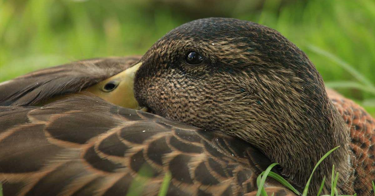 Photographic depiction of the unique Diving Duck, locally called Bebek Selam.