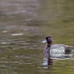 Insightful look at the Diving Duck, known to Indonesians as Bebek Selam.