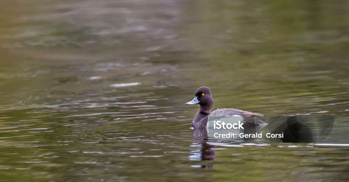 Portrait of a Diving Duck, a creature known scientifically as Anatidae.