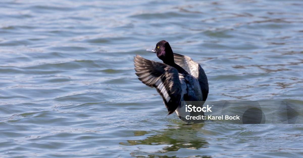 Captured beauty of the Diving Duck, or Anatidae in the scientific world.