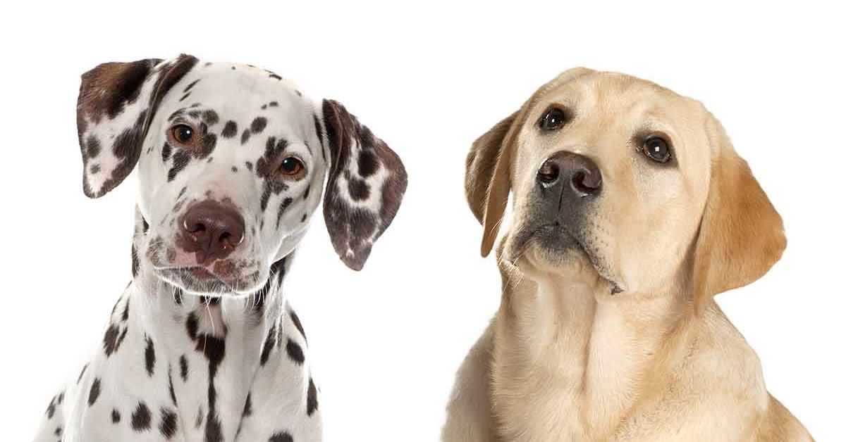 Captured beauty of the Dalmatian Mix, or Canis familiaris in the scientific world.