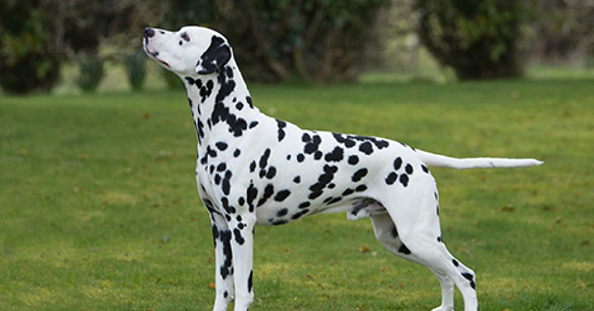 Portrait of a Dalmatian Mix, a creature known scientifically as Canis familiaris.