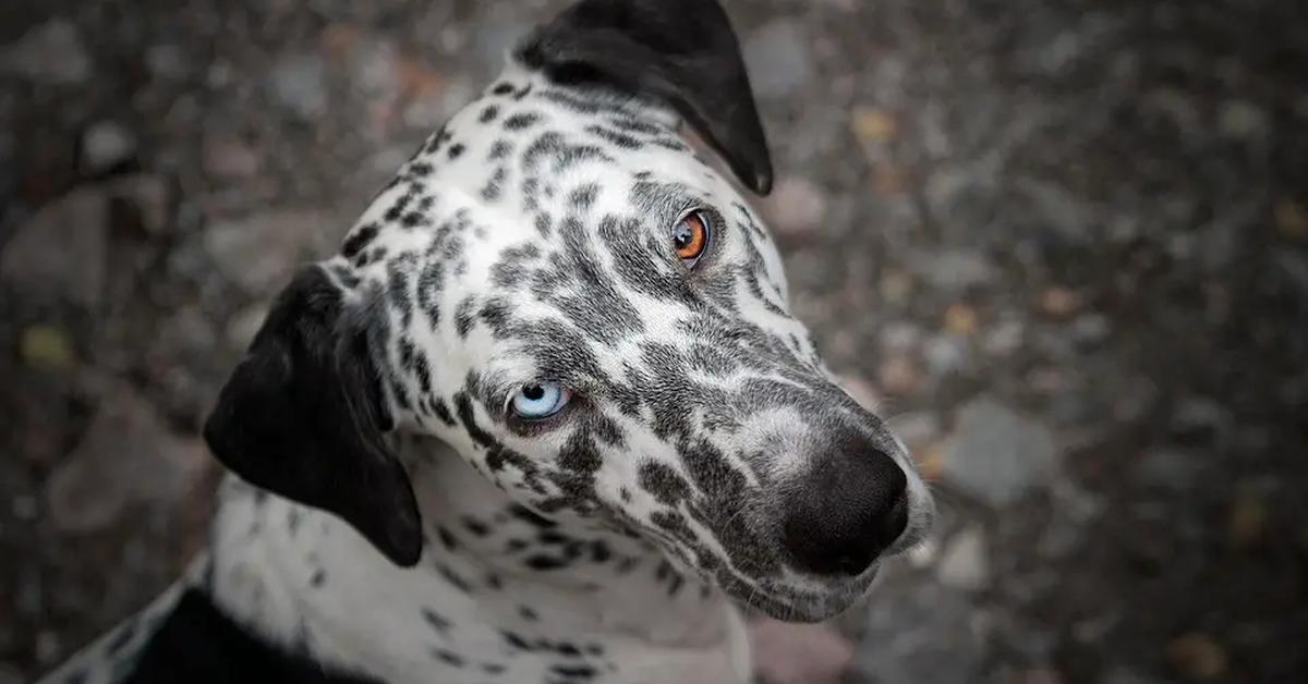 Close encounter with the Dalmatian Mix, scientifically called Canis familiaris.