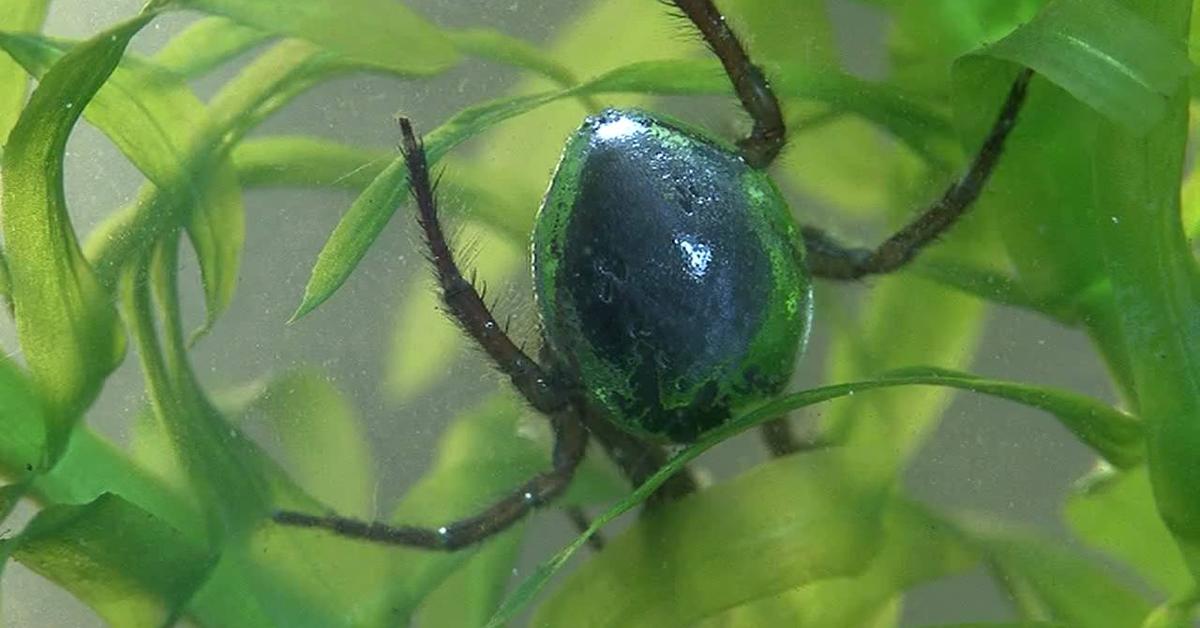 Captured beauty of the Diving Bell Spider, or Argyroneta aquatica in the scientific world.