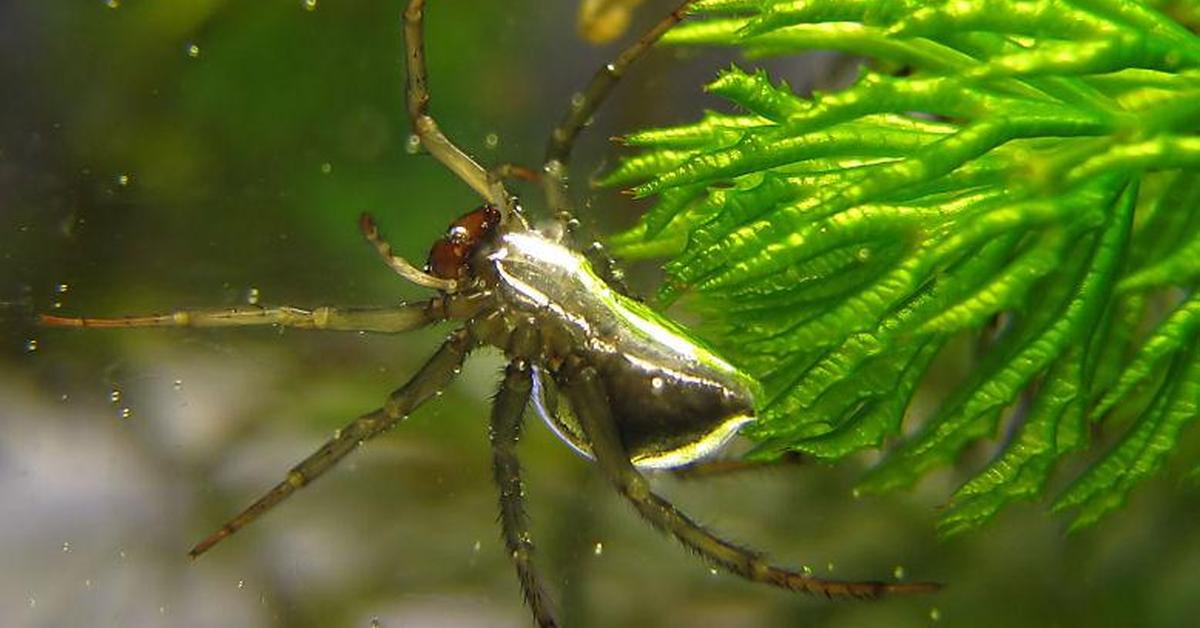 Natural elegance of the Diving Bell Spider, scientifically termed Argyroneta aquatica.