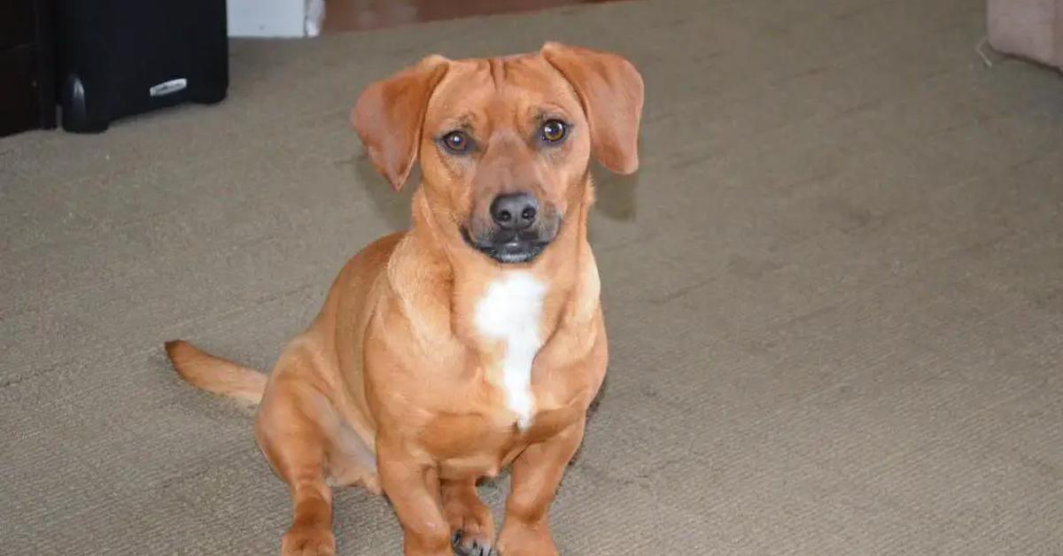 Charming view of the Dachshund Mix, in Indonesia referred to as Campuran Anjing Dachshund.