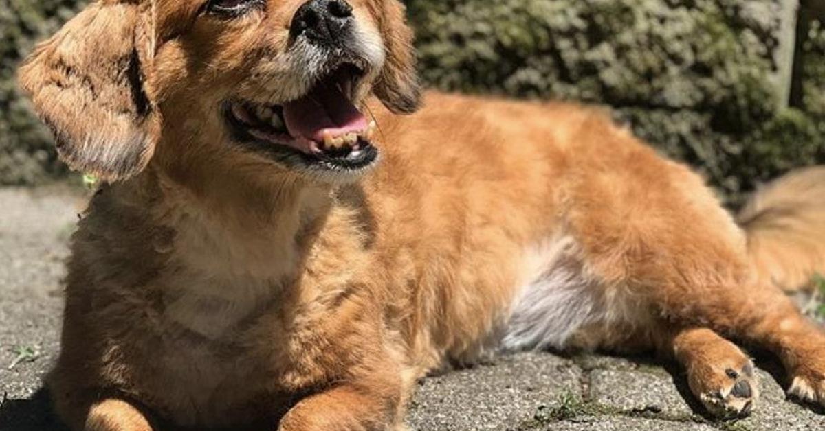 Enchanting Dachshund Mix, a species scientifically known as Canis lupus.