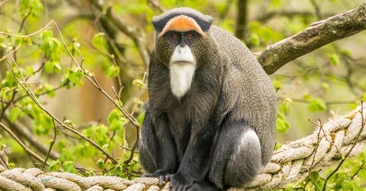 Insightful look at the De Brazzas Monkey, known to Indonesians as Monyet De Brazzas.