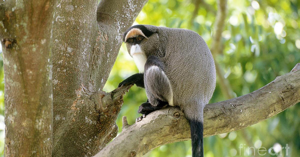 Picture of De Brazzas Monkey, known in Indonesia as Monyet De Brazzas.