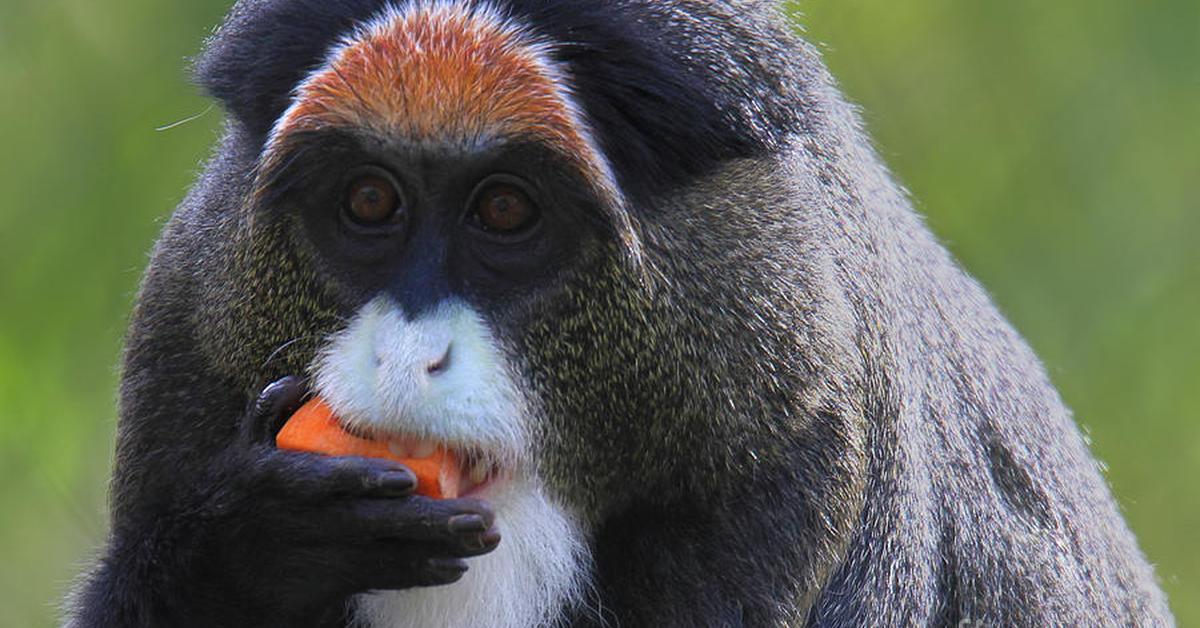 Dynamic image of the De Brazzas Monkey, popularly known in Indonesia as Monyet De Brazzas.