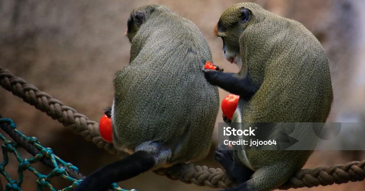 Photograph of the unique De Brazzas Monkey, known scientifically as Cercopithecus neglectus.