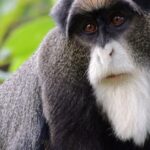 Dynamic image of the De Brazzas Monkey, popularly known in Indonesia as Monyet De Brazzas.