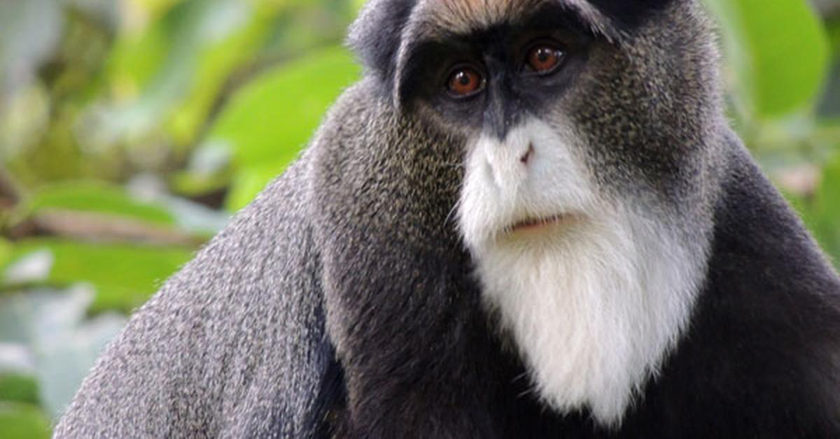 Captured beauty of the De Brazzas Monkey, or Cercopithecus neglectus in the scientific world.