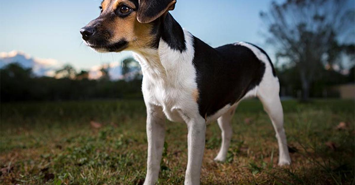 Graceful Danish Swedish Farmdog, a creature with the scientific name Canis lupus familiaris.