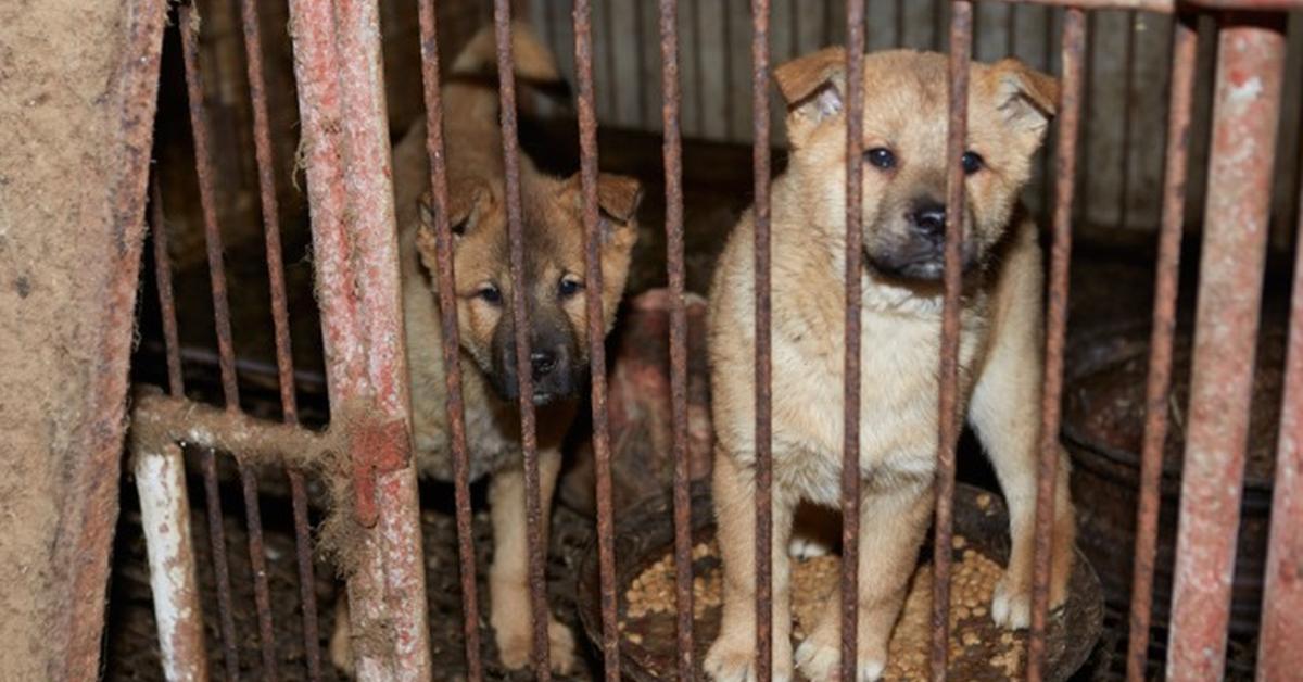 Visual representation of the Danish Swedish Farmdog, recognized in Indonesia as Anjing Peternakan Denmark Swedia.