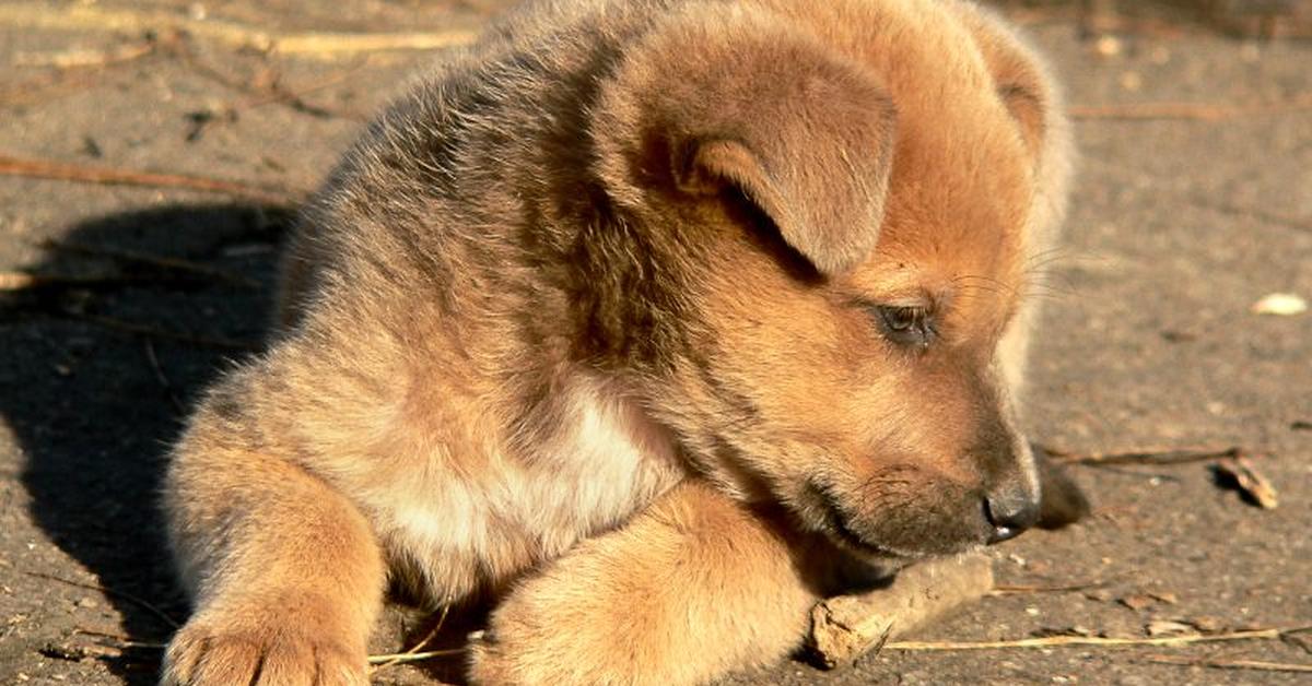 Detailed shot of the Danish Swedish Farmdog, or Canis lupus familiaris, in its natural setting.