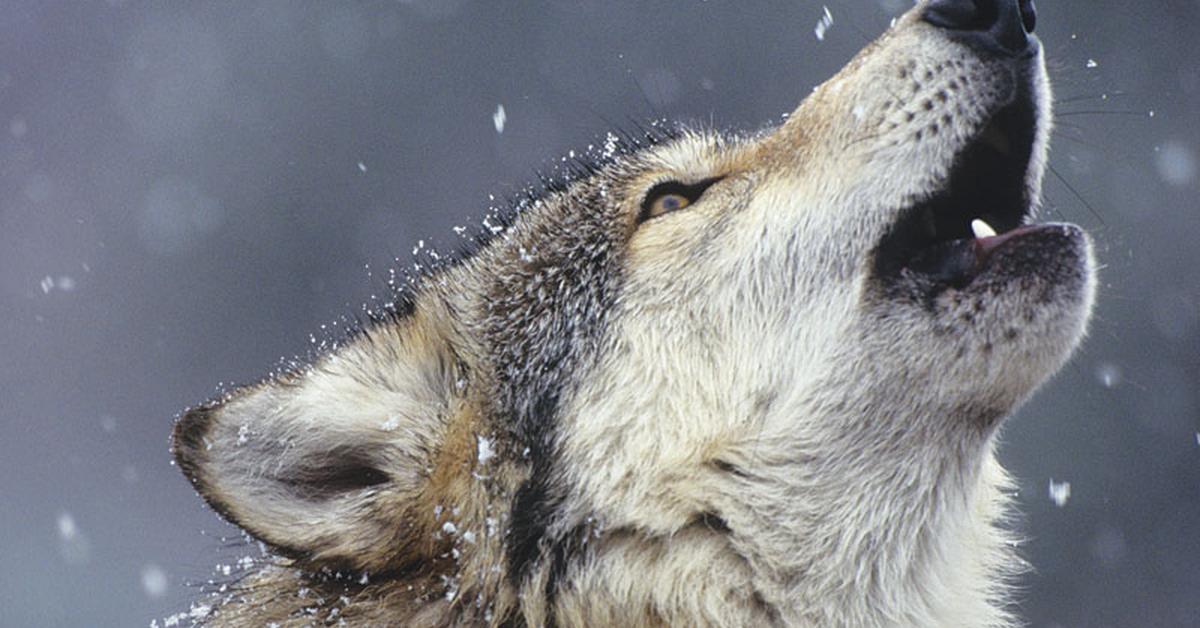 The remarkable Desert Wolf (Canis lupus arabs), a sight to behold.