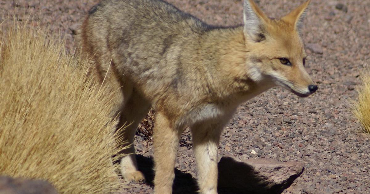 Captured moment of the Desert Wolf, in Indonesia known as Serigala Gurun.